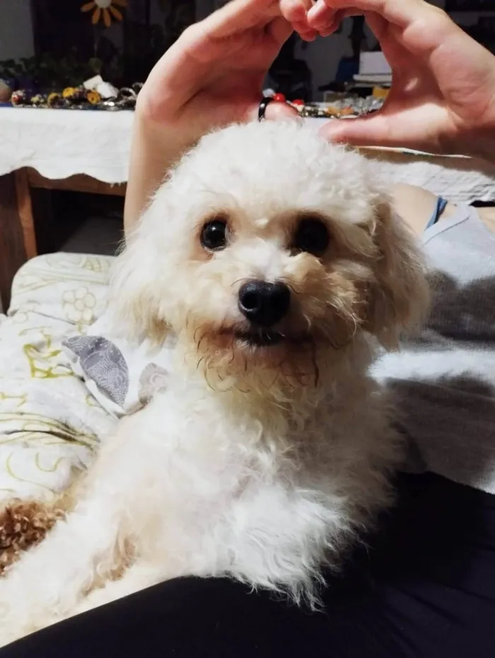 Cachorro ra a Poodle idade 2 anos nome Olivia