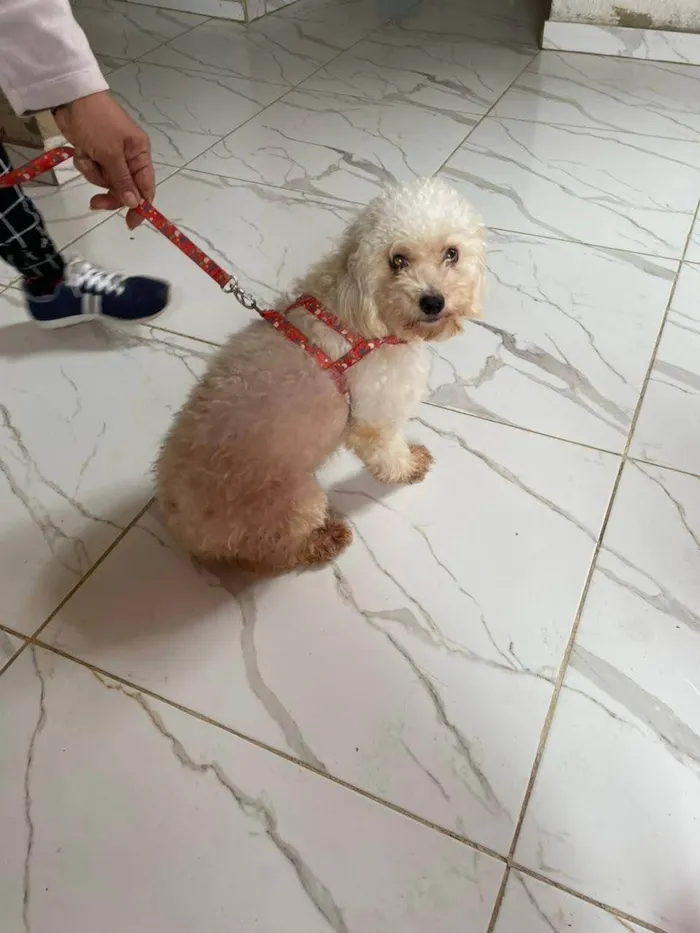 Cachorro ra a Poodle idade 2 anos nome Olivia
