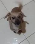 Mãezinha 