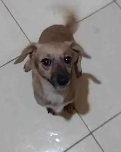 Cachorro ra a SRD-ViraLata idade 2 anos nome Mãezinha 