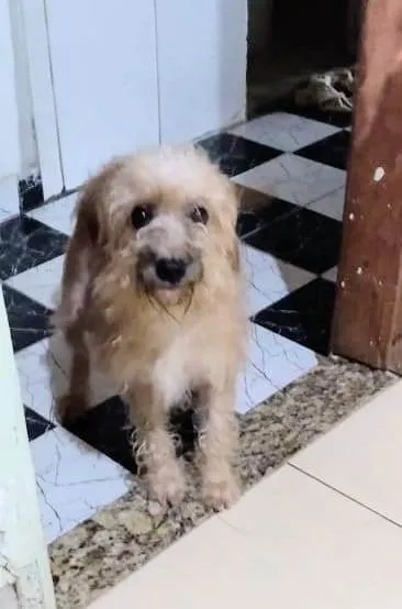 Cachorro ra a SRD-ViraLata idade 3 anos nome Tita