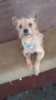 Ratinho