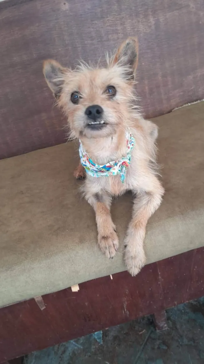 Cachorro ra a SRD-ViraLata idade 2 anos nome Ratinho