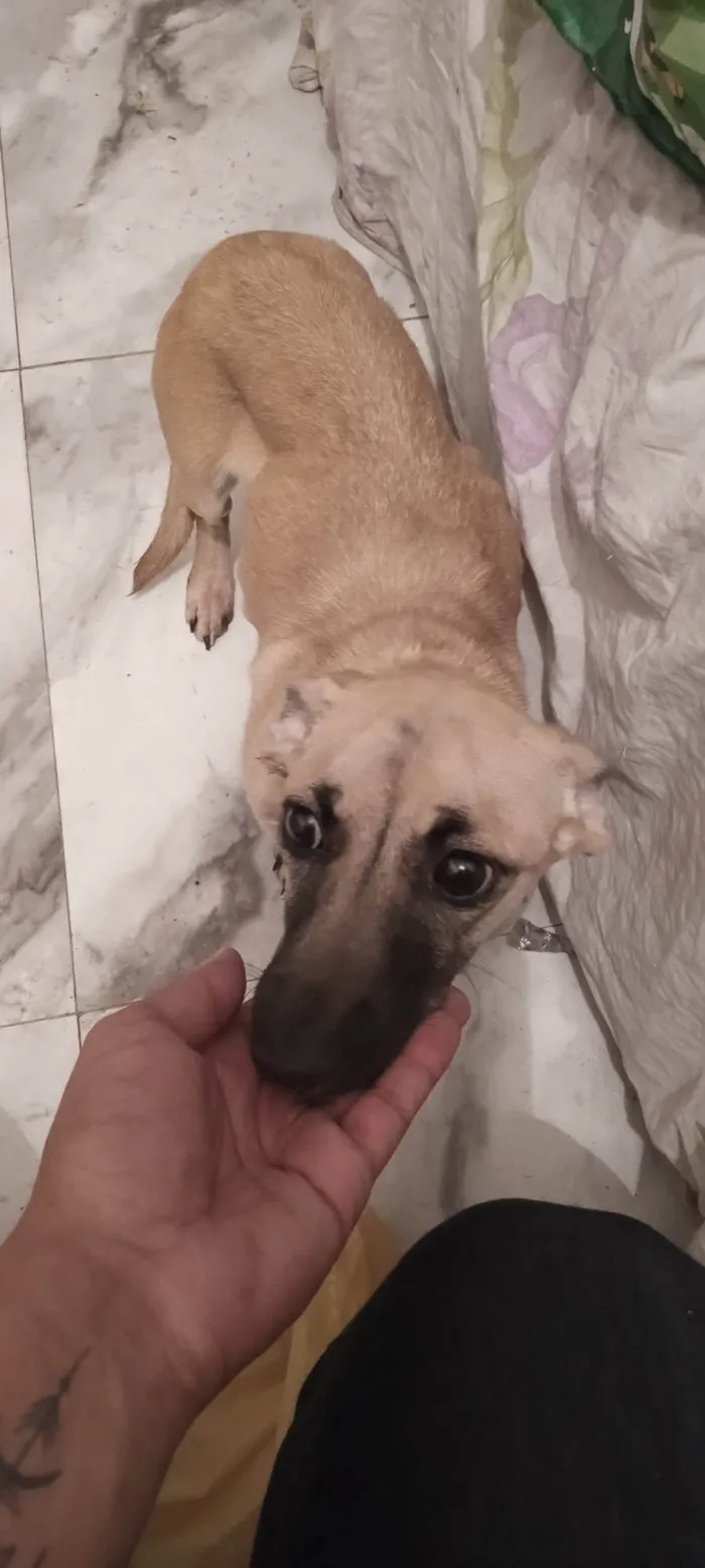 Cachorro ra a SRD-ViraLata idade 2 a 6 meses nome Saore