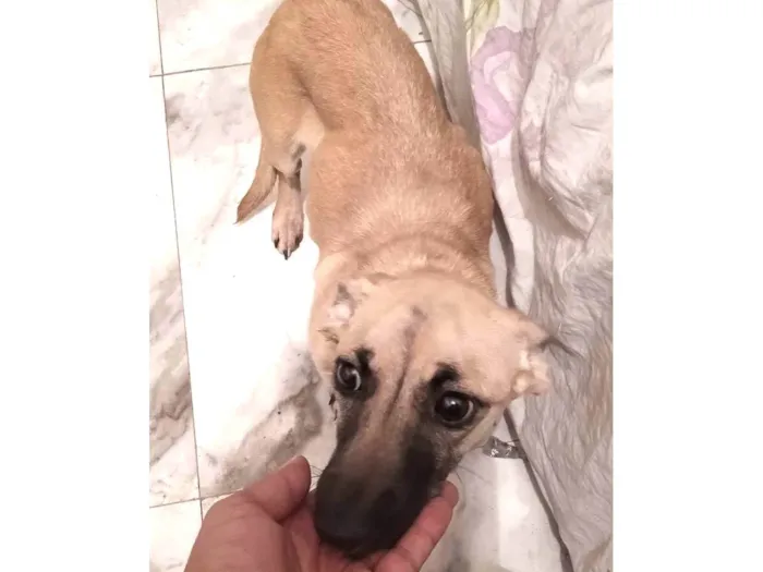 Cachorro ra a SRD-ViraLata idade 2 a 6 meses nome Saore