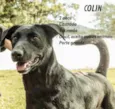 Colin