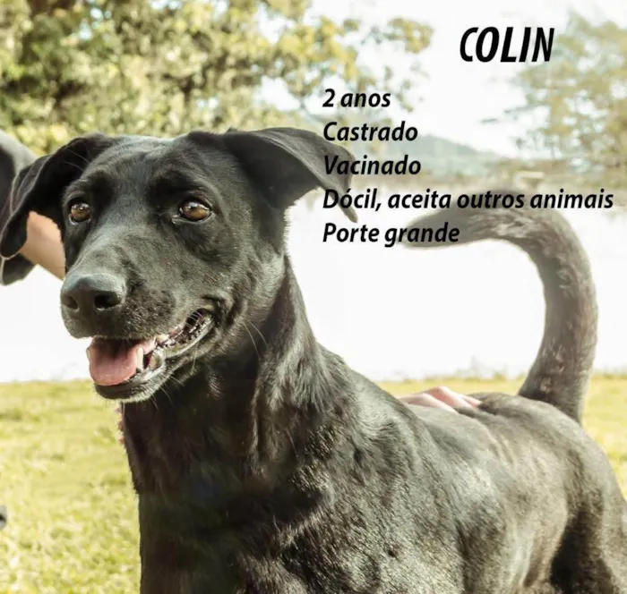 Cachorro ra a SRD-ViraLata idade 2 anos nome Colin