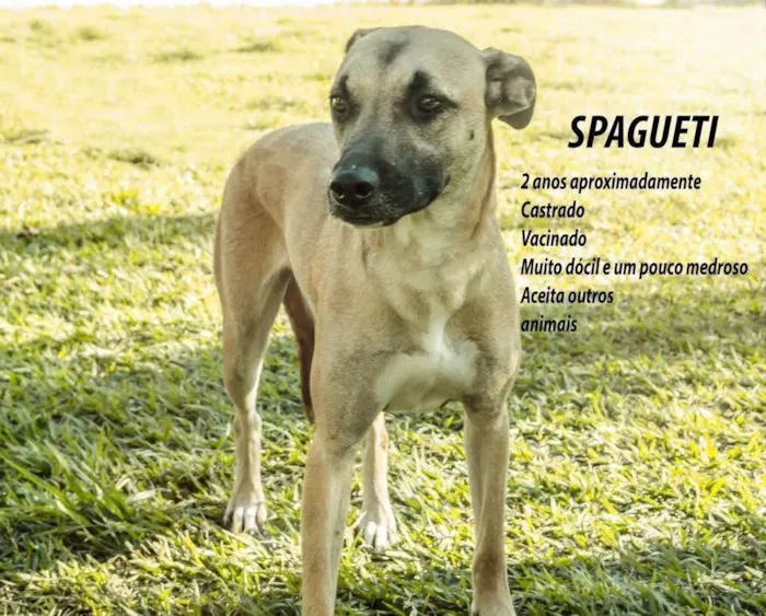 Cachorro ra a SRD-ViraLata idade 2 anos nome Spaguetti 