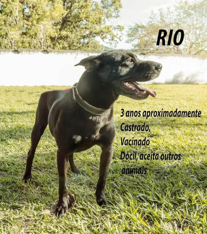 Cachorro ra a SRD-ViraLata idade 3 anos nome Rio