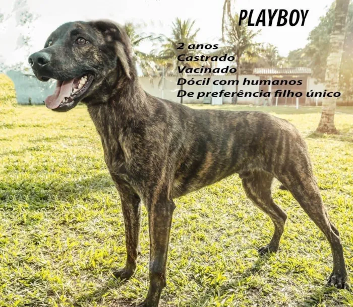 Cachorro ra a SRD-ViraLata idade 3 anos nome Playboy 