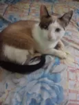 Chamo de ottto