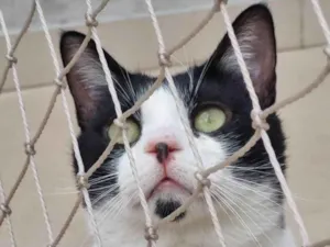 Gato raça srd frajolinha idade 1 ano nome CHAPLIN