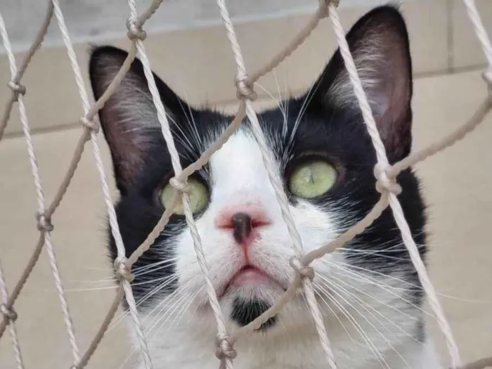 Gato ra a srd frajolinha idade 1 ano nome CHAPLIN