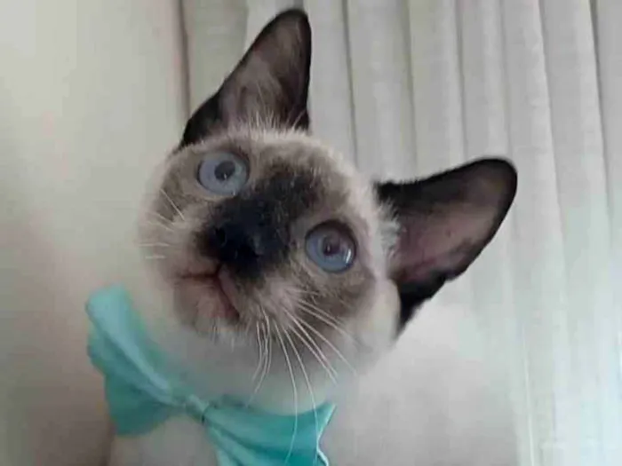 Gato ra a srd idade 2 a 6 meses nome LION