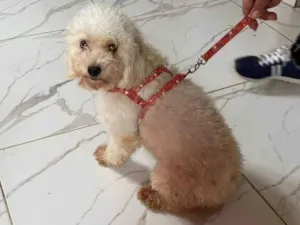 Cachorro raça Poodle idade 2 anos nome Olivia