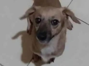 Cachorro ra a SRD-ViraLata idade 2 anos nome Mãezinha 