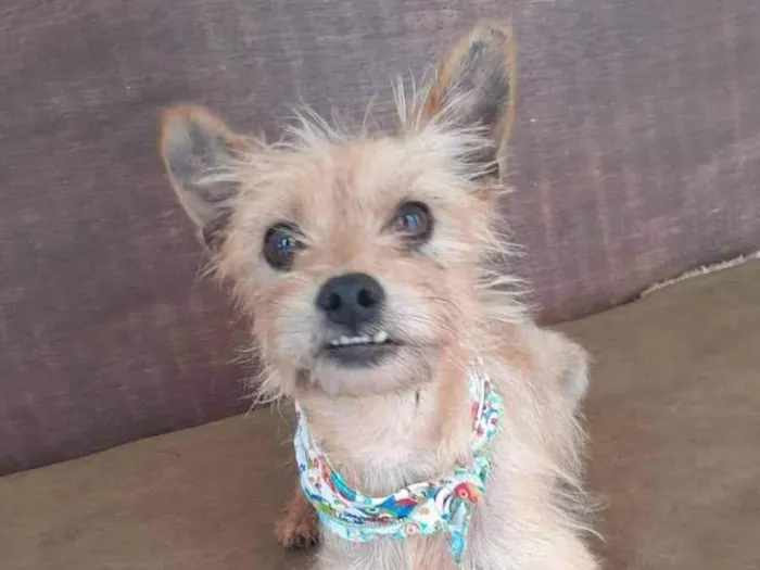 Cachorro ra a SRD-ViraLata idade 2 anos nome Ratinho