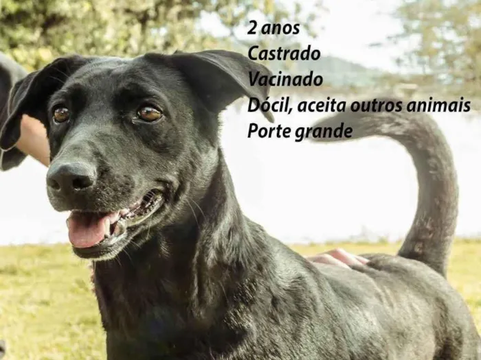 Cachorro ra a SRD-ViraLata idade 2 anos nome Colin