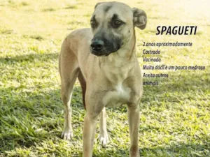 Cachorro raça SRD-ViraLata idade 2 anos nome Spaguetti 