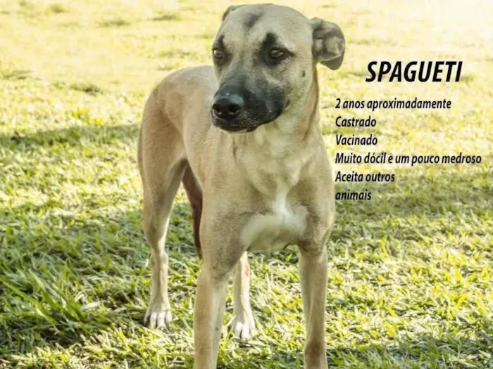 Cachorro ra a SRD-ViraLata idade 2 anos nome Spaguetti 