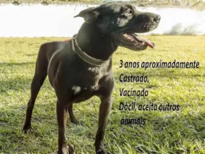 Cachorro raça SRD-ViraLata idade 3 anos nome Rio