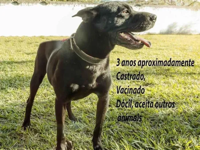 Cachorro ra a SRD-ViraLata idade 3 anos nome Rio