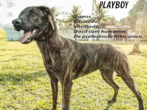 Cachorro raça SRD-ViraLata idade 3 anos nome Playboy 