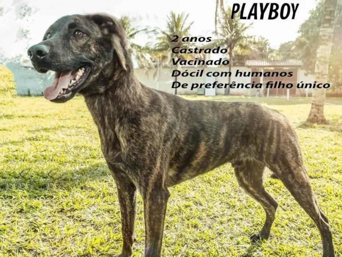 Cachorro ra a SRD-ViraLata idade 3 anos nome Playboy 