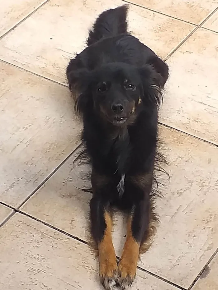 Cachorro ra a SRD-ViraLata idade 3 anos nome PRETINHA