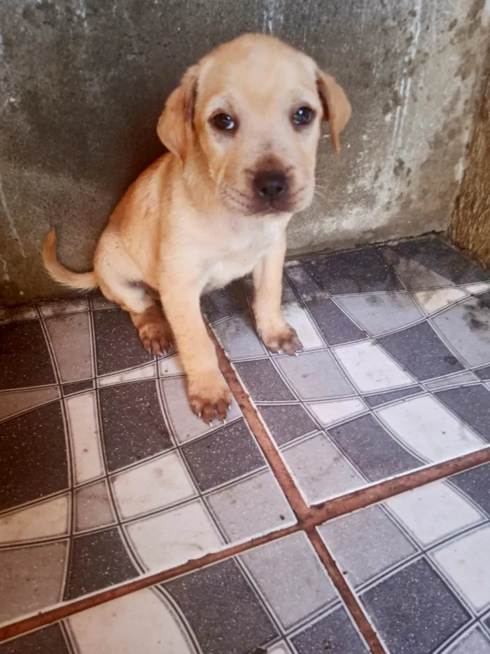 Cachorro ra a SRD-ViraLata idade 2 a 6 meses nome Cara/Melo