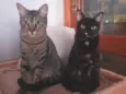 Bento e Luna