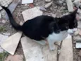 Melvin Gatinho Carinhoso