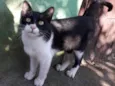 Melvin Gatinho Carinhoso