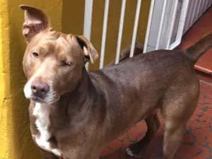 Cachorro raça SRD-ViraLata idade 2 anos nome Marrom