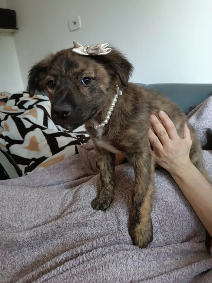 Cachorro ra a SRD-ViraLata idade 2 a 6 meses nome Tina Turner