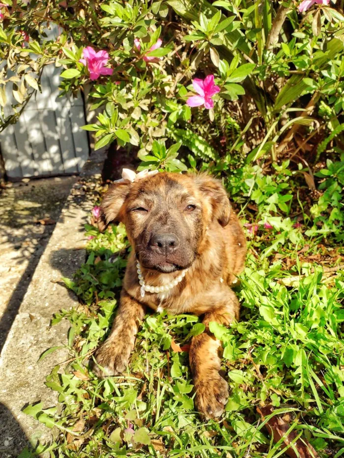 Cachorro ra a SRD-ViraLata idade 2 a 6 meses nome Tina Turner
