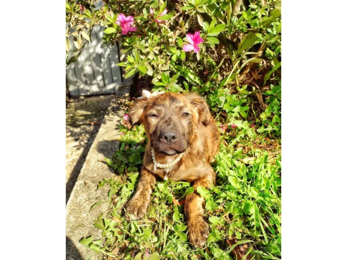 Cachorro ra a SRD-ViraLata idade 2 a 6 meses nome Tina Turner
