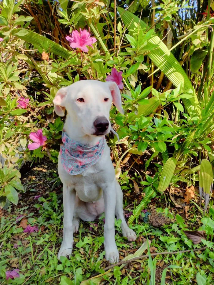 Cachorro ra a SRD-ViraLata idade 2 a 6 meses nome Britany