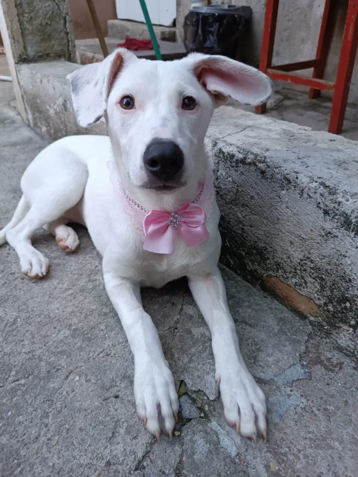 Cachorro ra a SRD-ViraLata idade 2 a 6 meses nome Britany