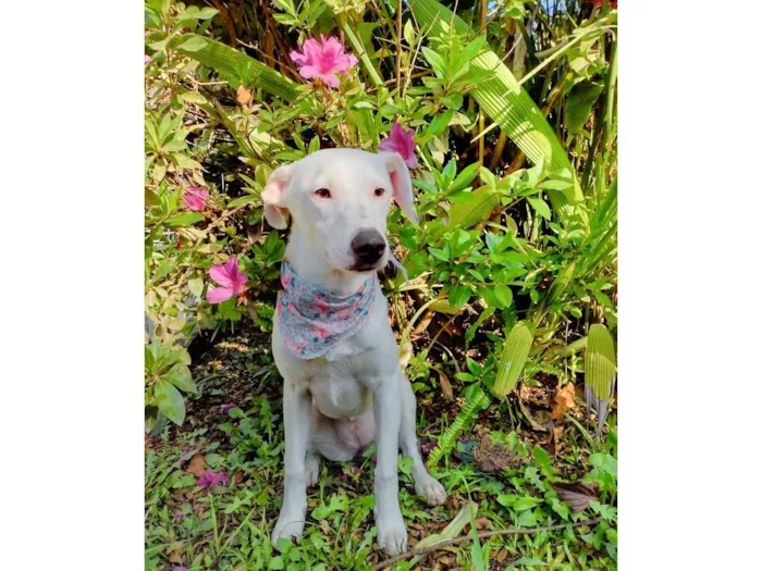 Cachorro ra a SRD-ViraLata idade 2 a 6 meses nome Britany