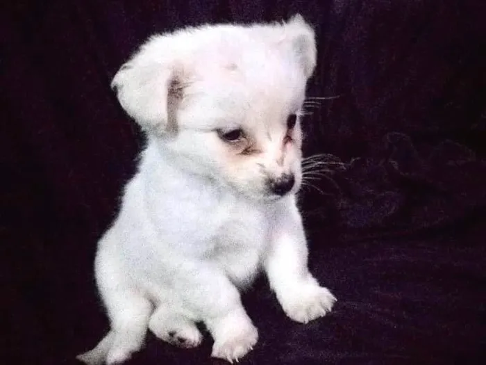 Cachorro ra a SRD-ViraLata idade Abaixo de 2 meses nome Chantilly bebê 50 dias linda 