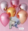Puppu bebê 50 dias lindo 