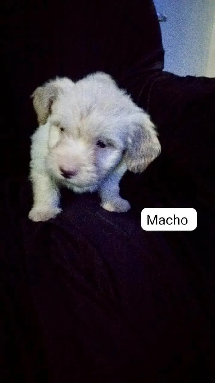 Cachorro ra a SRD-ViraLata idade  nome Puppu bebê 50 dias lindo 