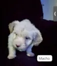 Puppu bebê 50 dias lindo 