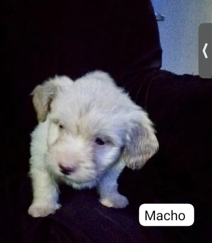 Cachorro ra a SRD-ViraLata idade  nome Puppu bebê 50 dias lindo 