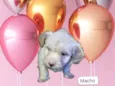 Puppu bebê 50 dias lindo 