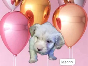 Cachorro raça SRD-ViraLata idade  nome Puppu bebê 50 dias lindo 