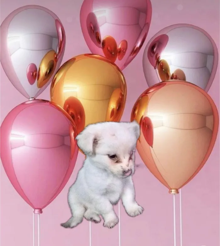 Cachorro ra a SRD-ViraLata idade Abaixo de 2 meses nome Chantilly bebê 50 dias linda 
