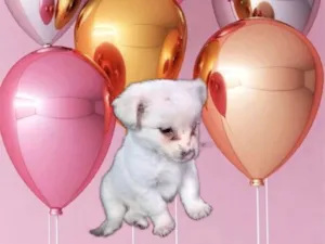 Cachorro raça SRD-ViraLata idade Abaixo de 2 meses nome Chantilly bebê 50 dias linda 