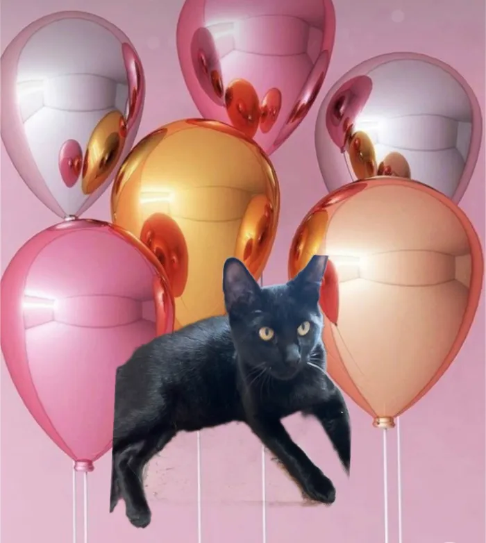 Gato ra a SRD-ViraLata idade 7 a 11 meses nome Pantera bb10meses 